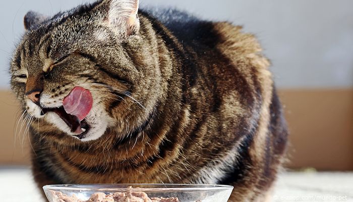 Gato pode beber leite? E a ração para os filhotes, precisa ser diferenciada?